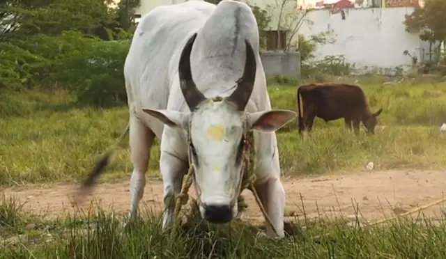 வெள்ளையன்