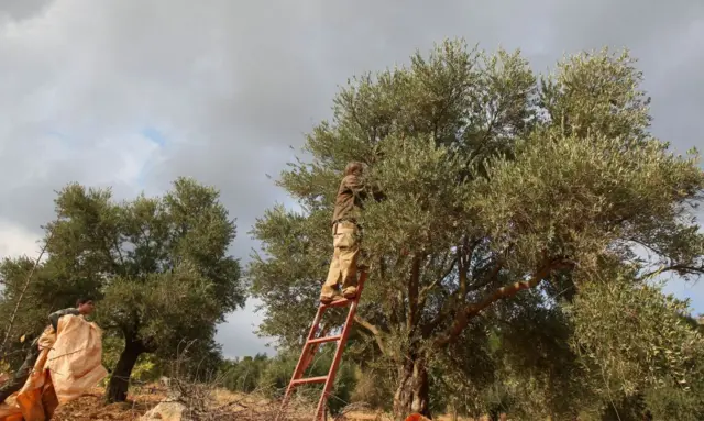 عمالة وافدة تعمل في قطاع الزراعة في الأردن