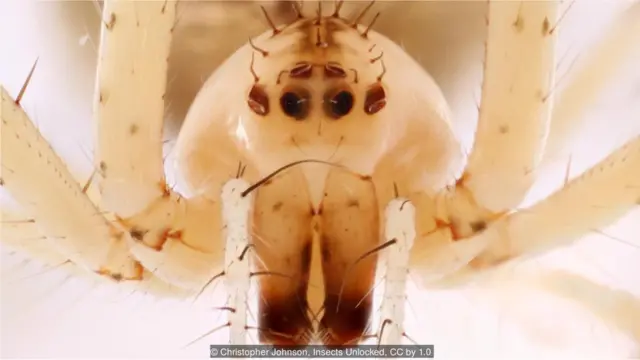 Laba-laba pembajak yang belum teridentifikasi