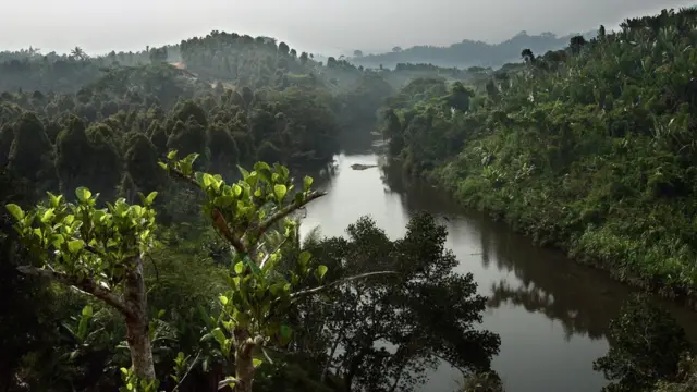 Di way pipo dey cut tree anyhow for firewood don dey reduce forest and animals