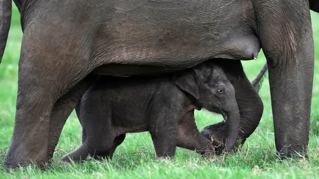 අලි පැටව