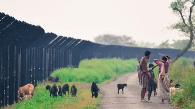 সীমান্ত ঘেঁষে পশু চড়াচ্ছেন বাংলাদেশিরা।