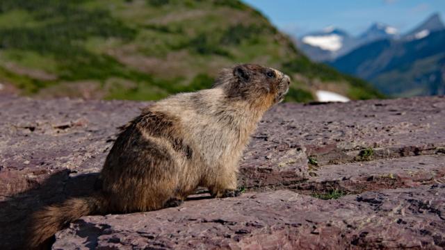 Uma marmota tomando banho0800 betfairsol