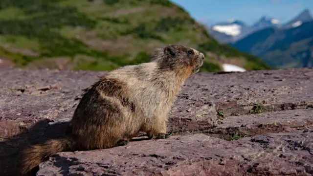 Uma marmota tomando banhoanálise fifa bet365sol