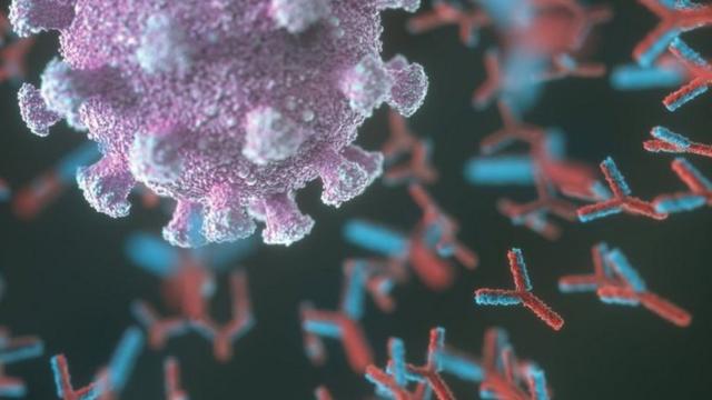 Y形状的抗体会粘附在新冠病毒表面，以阻止其侵入人体细胞，和攻击其余的免疫系统。