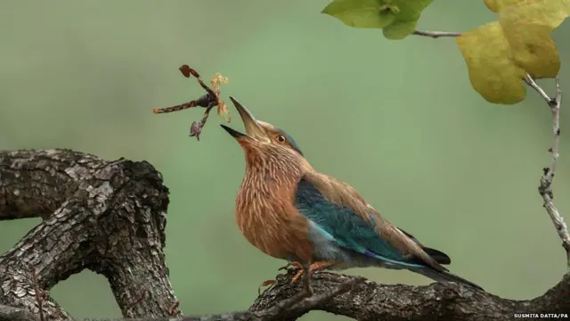 सुस्मिता दत्ता
