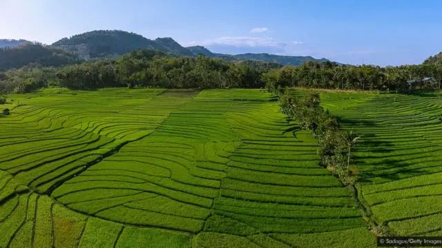 सयूर लोदेह