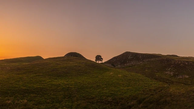 Picture of the tree at sunset from a distance