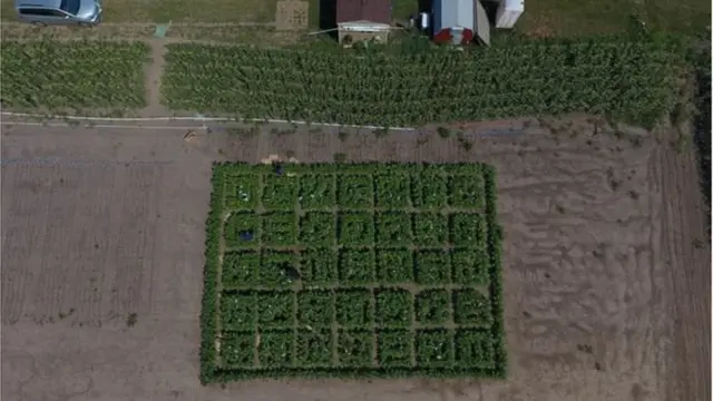 বিজ্ঞানীদের বিশ্বাস এই পদ্ধতি চাল বা গমের মতো গুরুত্বপূর্ণ ফসলের উৎপাদন উল্লেখযোগ্য ভাবে বৃদ্ধিতে ব্যবহার করা যাবে।