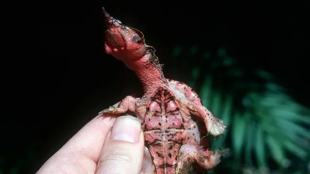 Бахромчатая черепаха или мата-мата