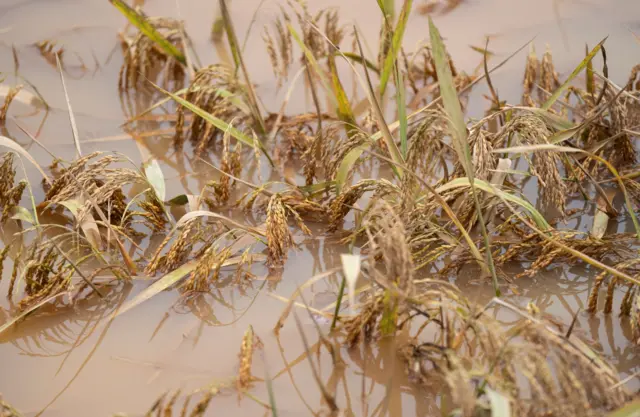 વધુ વરસાદ અને પુરના કારણે નાશ પામેલ ઘંઉનો પાક