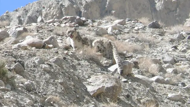 افغانستان
