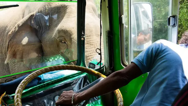 코끼리가 버스 앞을 가로 막자 창문 밖으로 고개를 내민 운전사