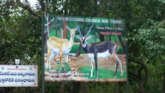 திருப்பதி - திருமலை