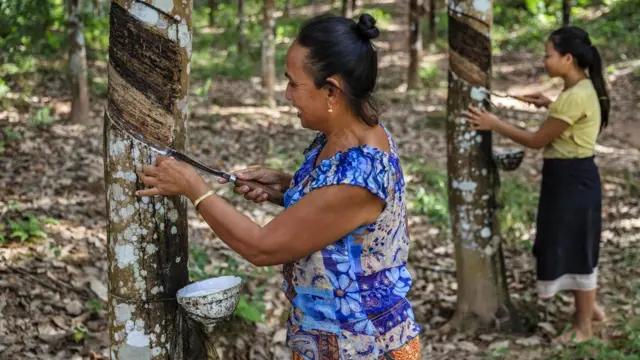 Mujeres haciendo "llorar" árboles de caucho.
