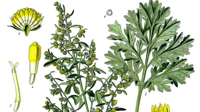 Ачуу эрмен бальзамдоодо алмашылгыс каражат болгон.