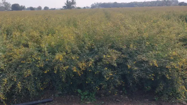 ગીર, ગીર અભયારણ્ય, ગુજરાત, જૂનાગઢ, સિંહ, સિંહણનો હુમલો, વનકર્મીનું મોત, પોલીસ, કાયદો, ગીરનો સિંહ, વનવિભાગ, બીબીસી ગુજરાતી