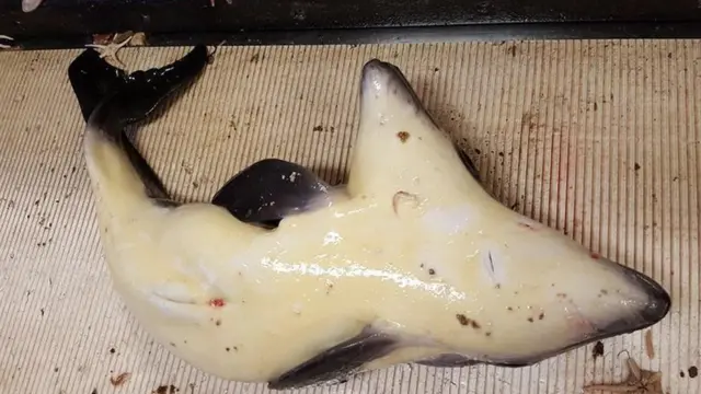 வலையில் சிக்கிய இரு தலையடைய குட்டி கடல் பன்றி