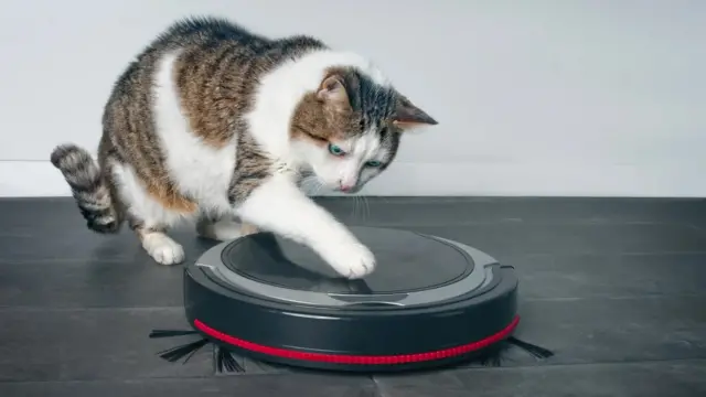 건강 관리를 위한 요즘의 권장 사항은 애완동물을 만진 후 손을 씻는 것이다