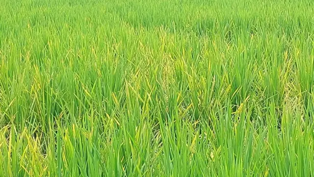 বিশেষ ভ্যারাইটি আর এলাকায় ভাইরাসটি বেশি দেখা যাচ্ছে