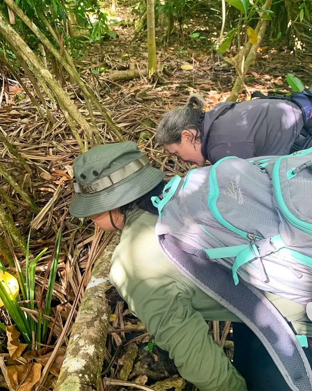 অধ্যাপক রজার্স ও তার দল গুয়ামে মাকড়সাদের জনসংখ্যা নিয়ে সমীক্ষা করেছেন