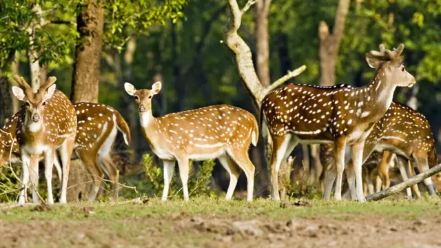 বাংলাদেশে সুন্দরবনসহ বিভিন্ন দ্বীপের ম্যানগ্রোভ বনে হরিণ আছে