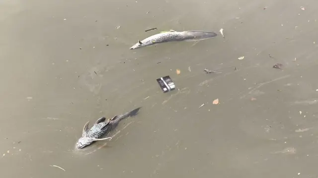 Sungai Cisadane yang masih terlihat ikan mati dan mengapung terbawa arus pada Rabu (11/2/2026).