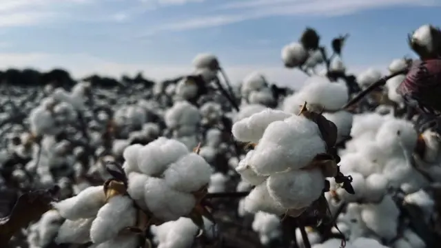 Ислоҳотлар ортидан деҳқоннинг косаси оқардими?