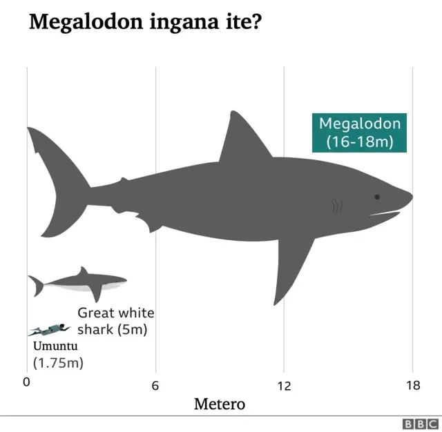 Megalodon