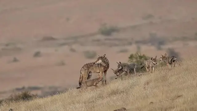 ब्वाँसो