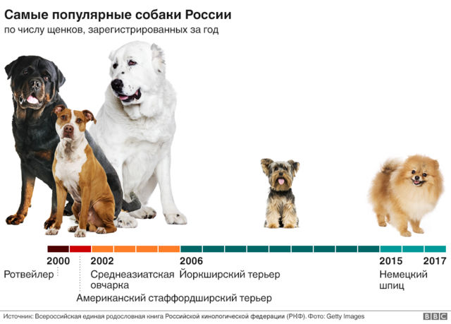 Самые красивые собаки: ТОП 15 пород - balagan-kzn.ru