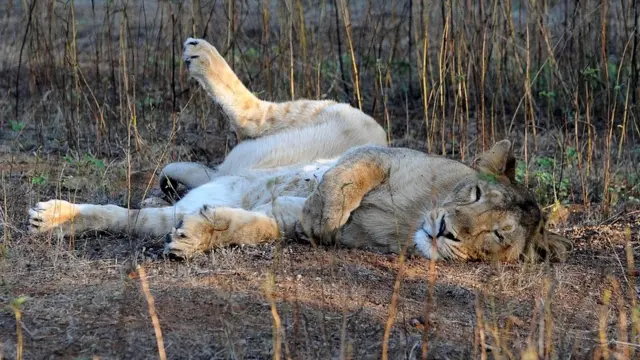ગીરના સિંહની પ્રતીકાત્મક તસવીર