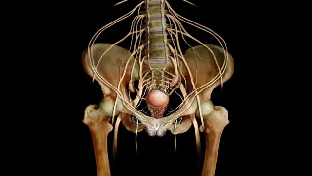 Вагина и клиторис имају многе директне путање до мозга