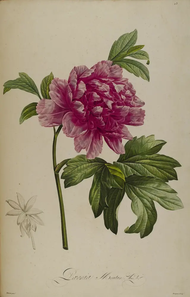 Imagen del libro de Bonpland "Descripción de plantas raras cultivadas en Malmaison y Navarra".