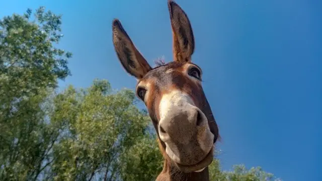 जानवरों के बीच दोस्ती