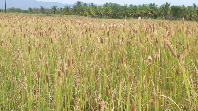 பூனைவால் கோரைப் புல்