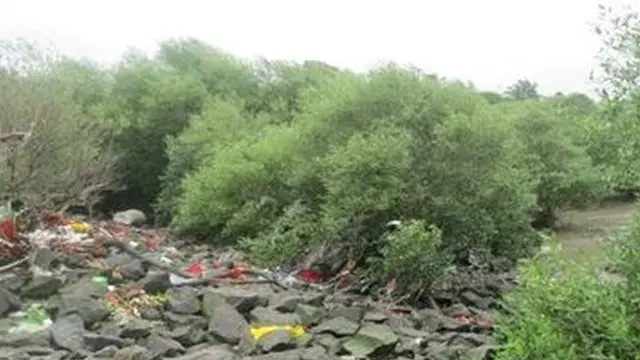 प्लॅस्टिक विघटन करणाऱ्या बुरशी