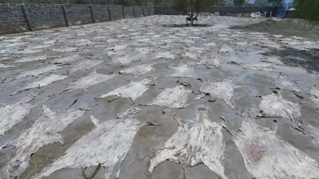 Gogaa harree Chaayinaatti ergamuuf Keeniyaatti qophaa'aa jiru