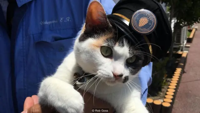 Yontama ('Tama Empat') adalah kucing calico terbaru yang menjadi kepala stasiun Kereta Listrik Wakayama dan bekerja di Stasiun Idakiso