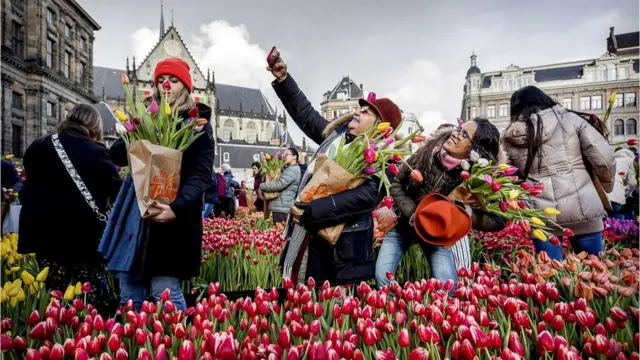 tulip belanda