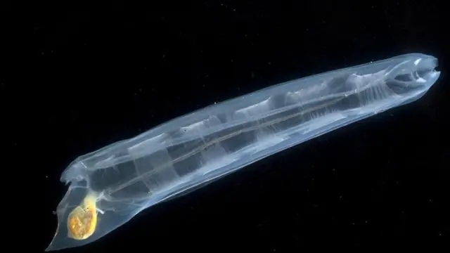 समुद्री सैल्प