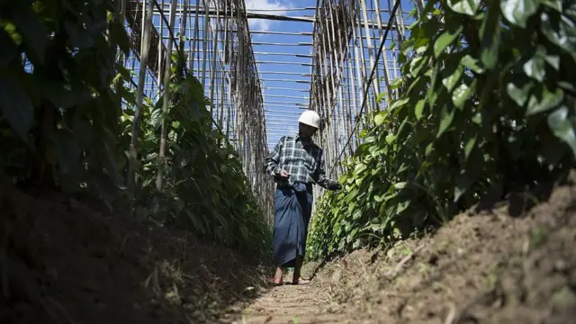 இலங்கை வெற்றிலை