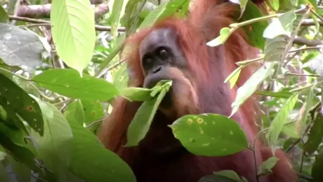 orangutan, tapanuli