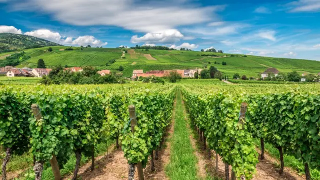 Виноградники Эльзаса - гордость всей Франции