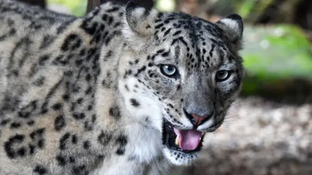 हिम तेंदुआ