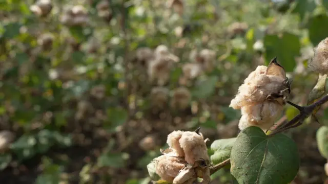 तपकिरी कापूस