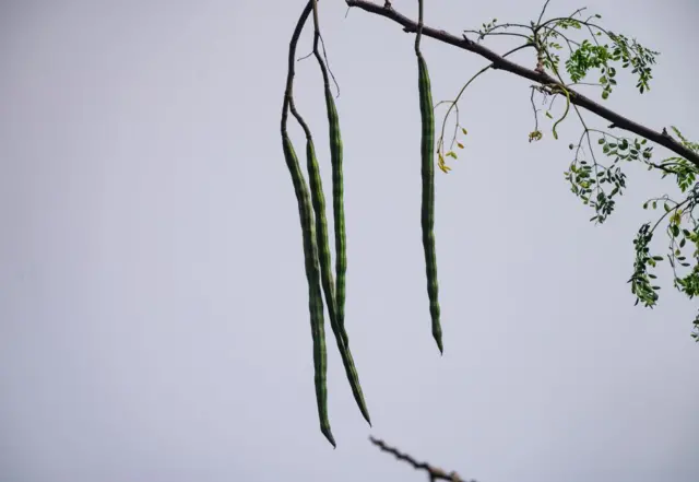 Muka raajii ykn "miracle tree" jedhamee beekamu
