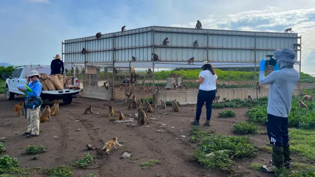 Pesquisadores aproveitam o horáriowiktor malinowski pokeralimentação dos macacos para fazer um censo populacional