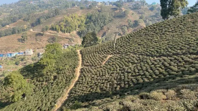 चियाबारी