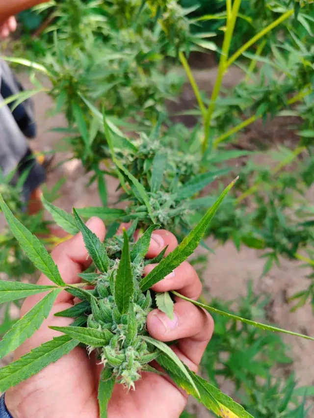 ဆေးခြောက်ပင်ကို လက်ထဲမှာ ကိုင်ဆောင်ထားတဲ့ပုံ